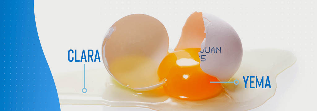 Beneficios de consumir claras de huevo para tu organismo.